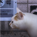 翌日猫之怪奇谭游戏手机版